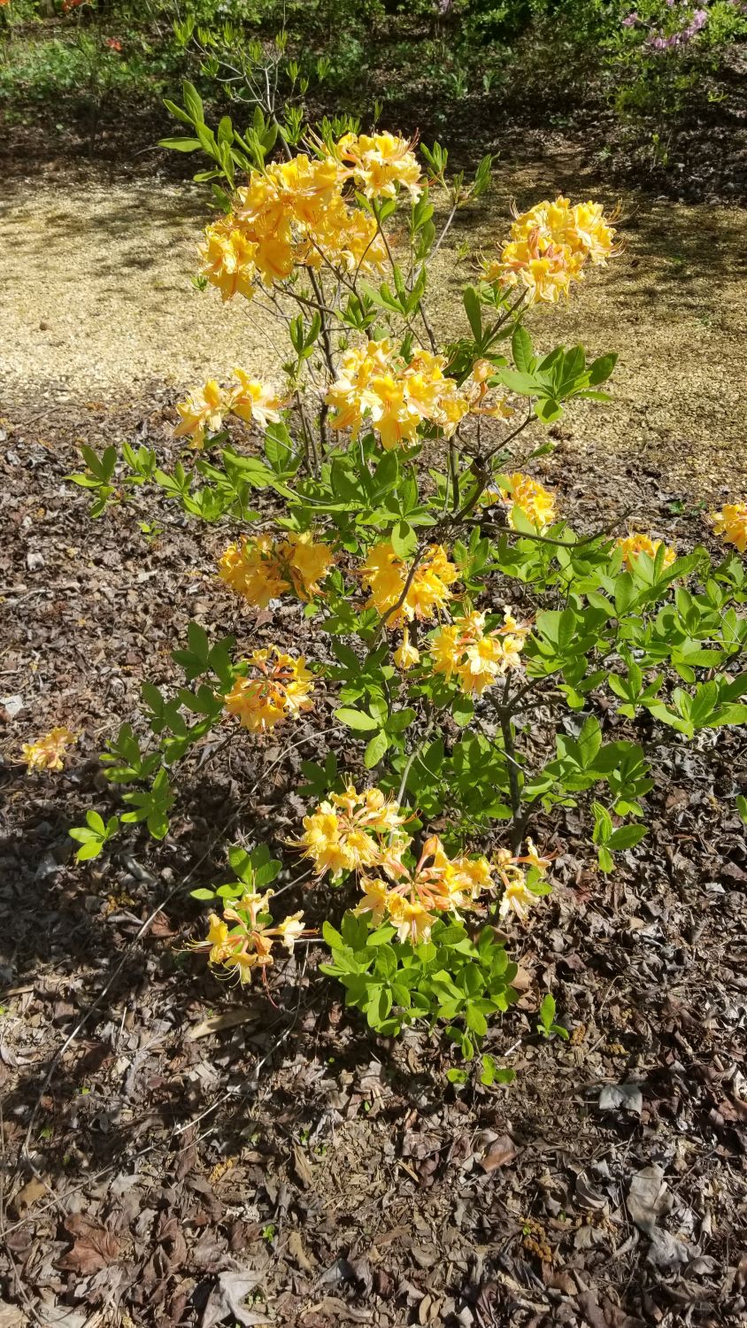 Botanical Gardens