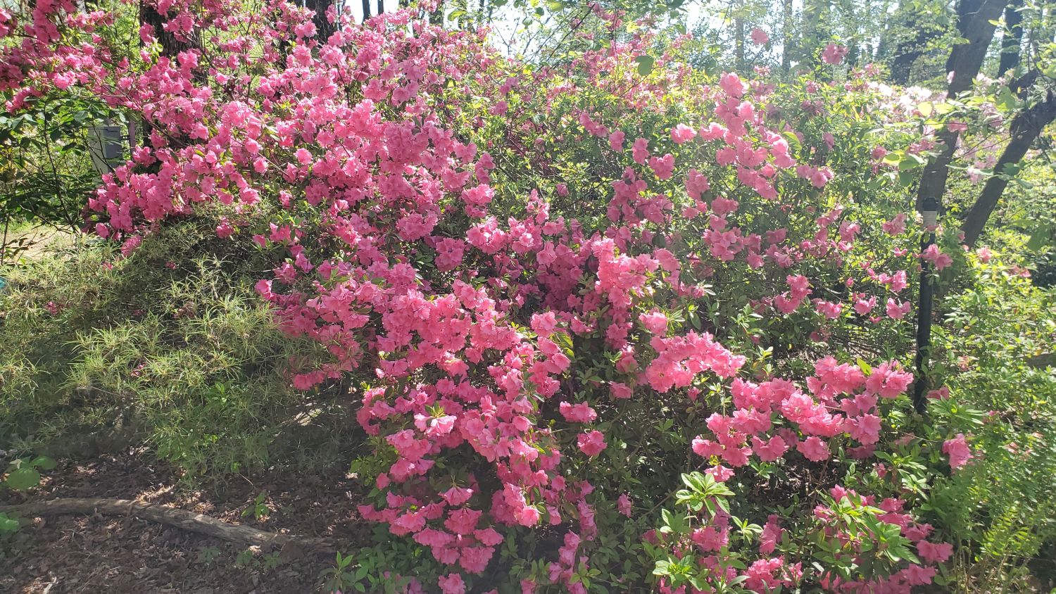 Botanical Gardens