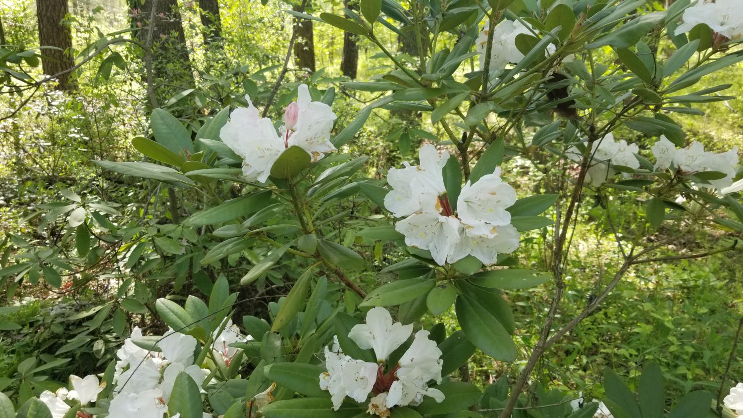Botanical Gardens