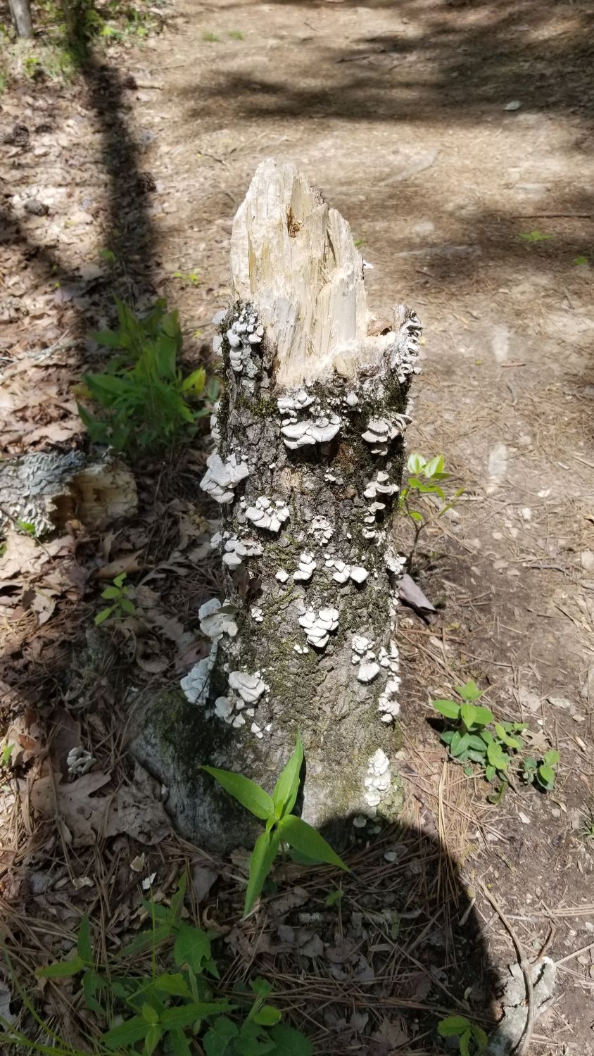 Monte Sano State Park
