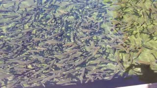 Wizard Falls Fish Hatchery