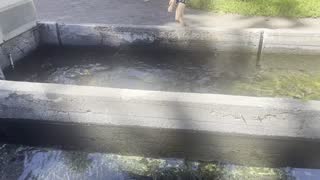 Wizard Falls Fish Hatchery