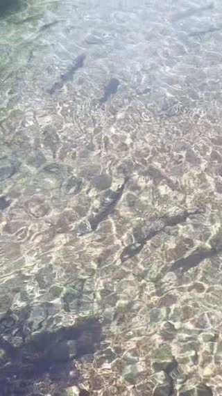 Wizard Falls Fish Hatchery