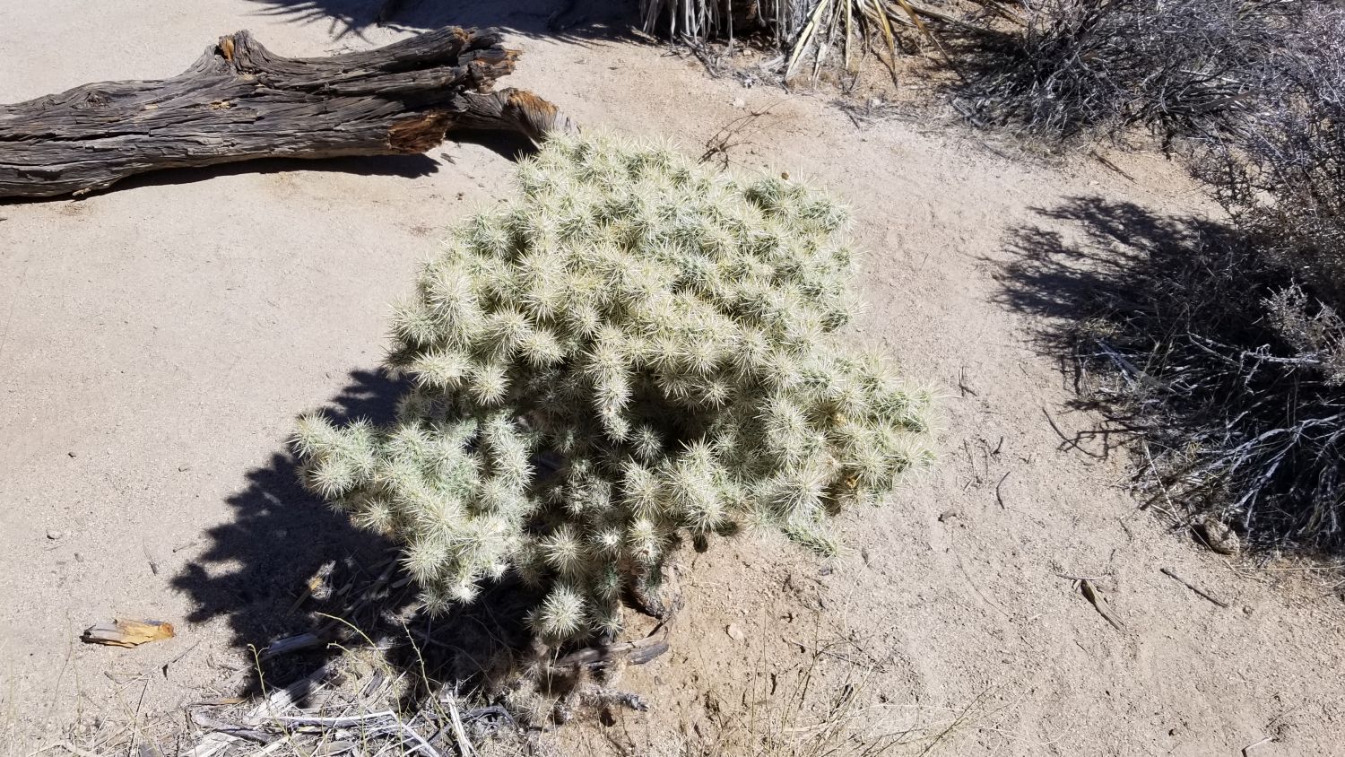 Hidden Valley Hike