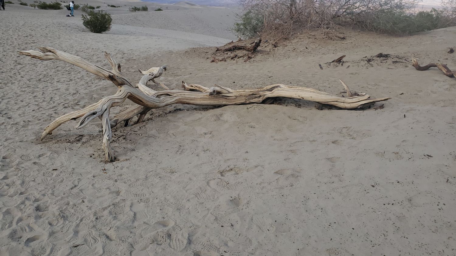 Mesquite Flat Sand Dunes