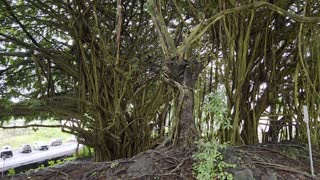 Wailuku River State Park - Rainbow Falls