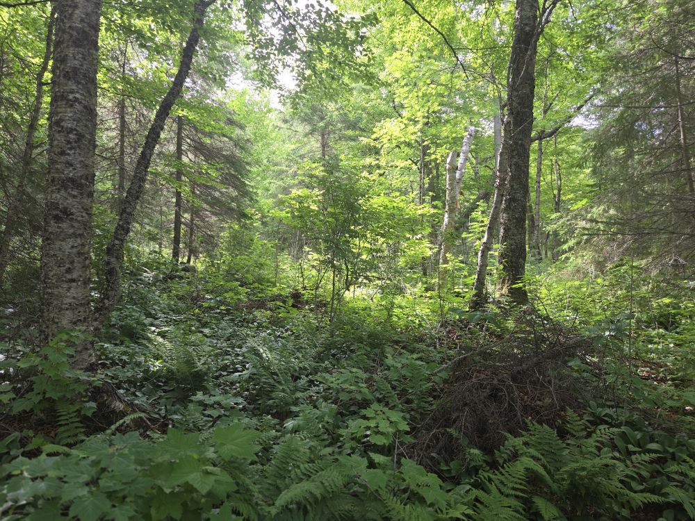 Isle Royale National Park