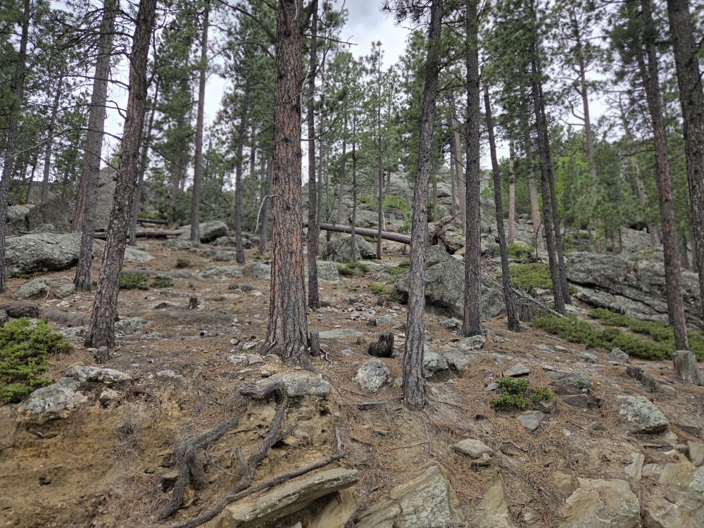 Mount Rushmore NM