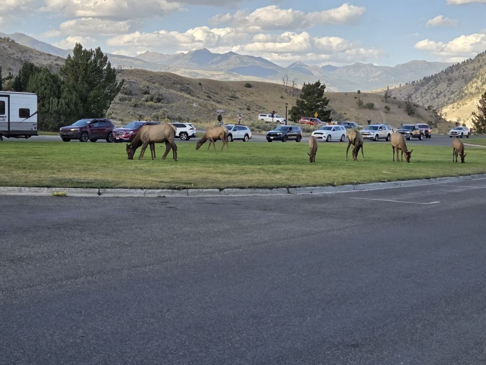 Elk in Mammoth Village