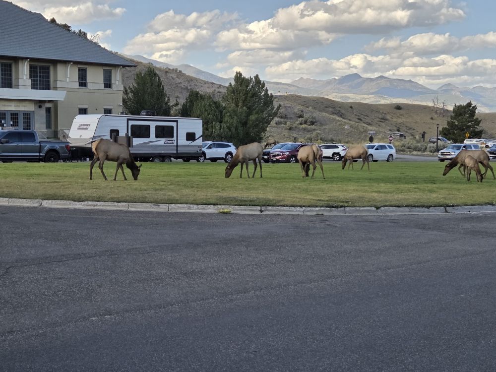 Elk in Mammoth Village