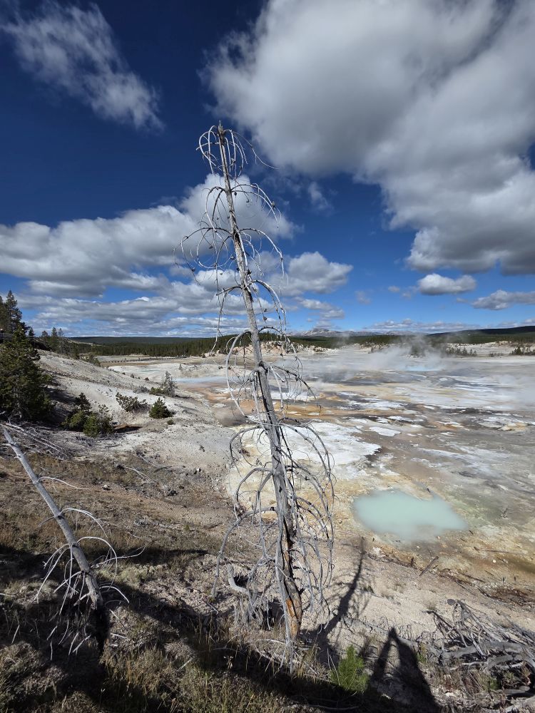 Norris Geyser Basin