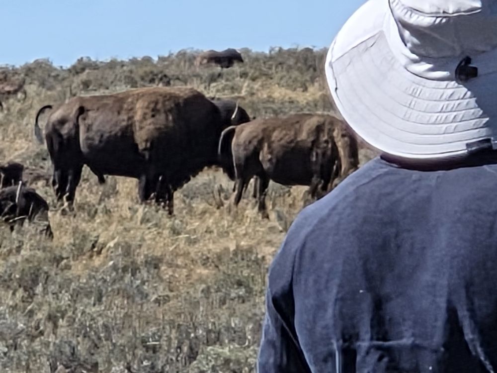 Bison