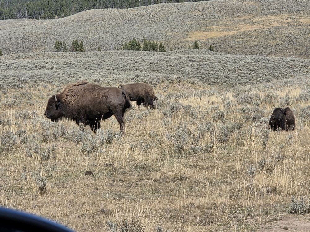 Bison